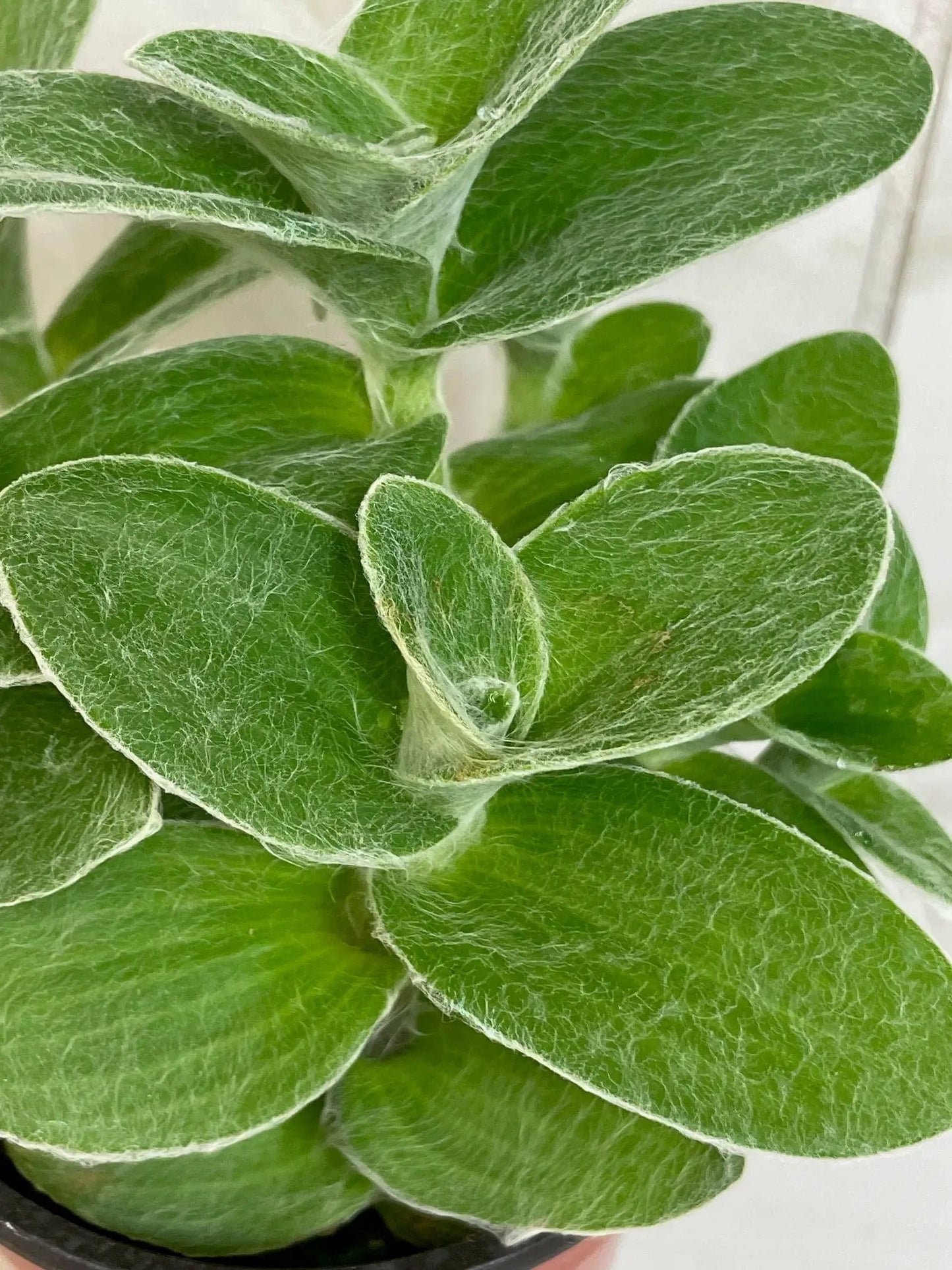 Tradescantia Sillamontana Teddy Bear Vine, 4" Plant - Tampa Home & Garden Store
