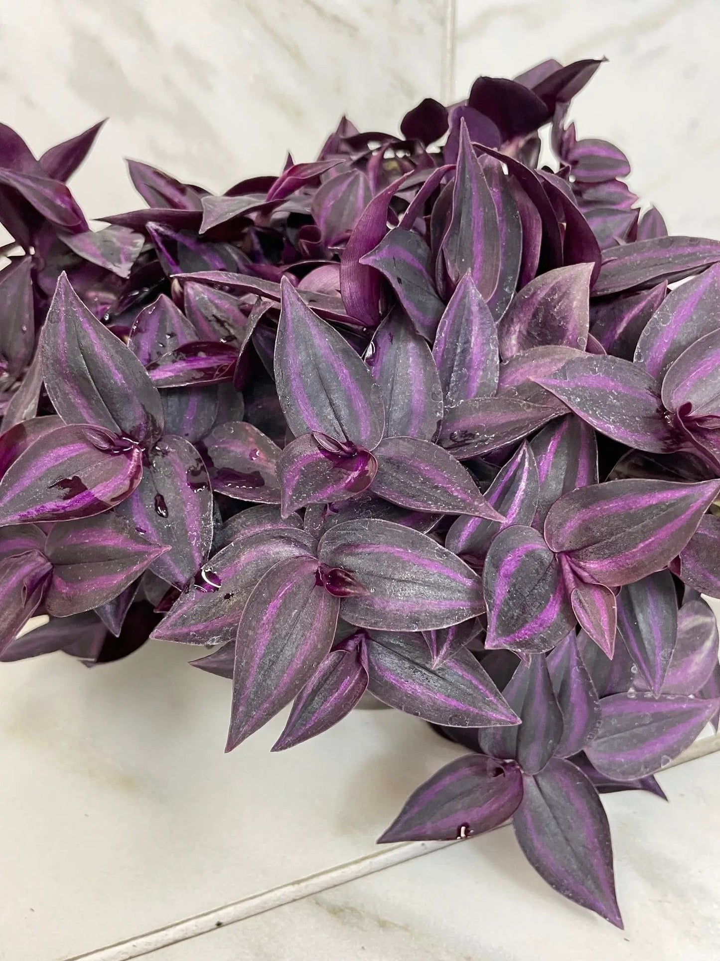 Tradescantia Zebrina Red Mini 6 Inch Plant purple foliage with pink stripes The Plant Farm® on Tampa Home & Garden Store