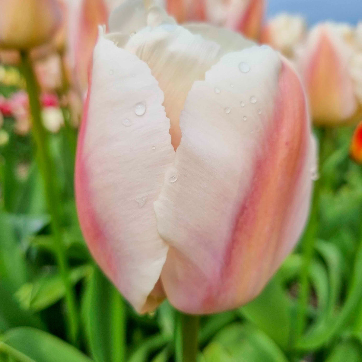 Apricot Pride Darwin Hybrid Tulip plant pink-cream petals with dew drops on Tampa Home & Garden Store