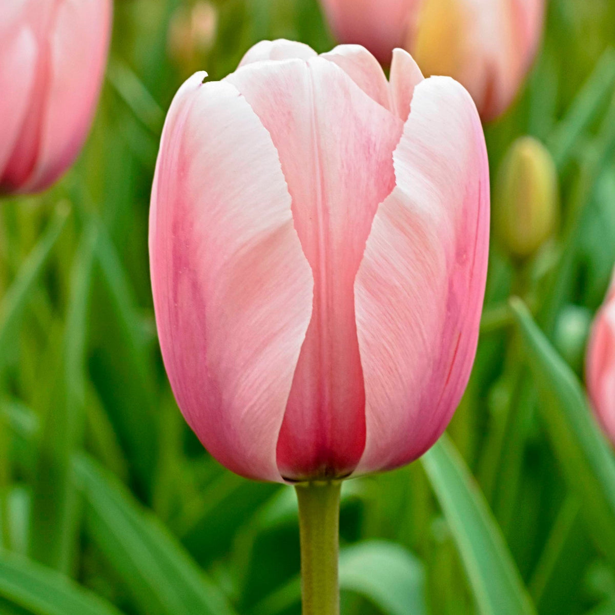 Salmon Impression Darwin Hybrid Tulip plant with soft pink petals in close-up on Tampa Home & Garden Store