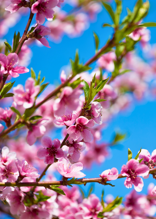 Peach 'UF One' Tree (Prunus persica)
