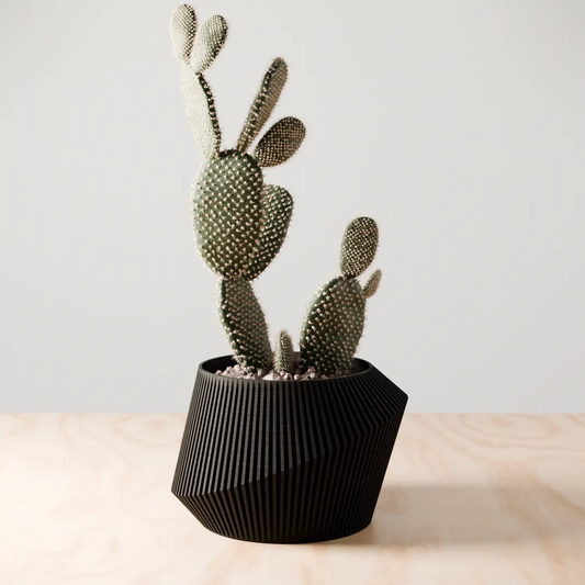 Urban Planter modern arch design cactus in a black ribbed pot on Tampa Home & Garden Store