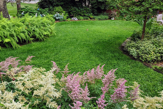 Ultimate Clover Lawn Mix: Low-Maintenance, Eco-Friendly Yard, MicroClover Lawn Seed - Tampa Home & Garden Store