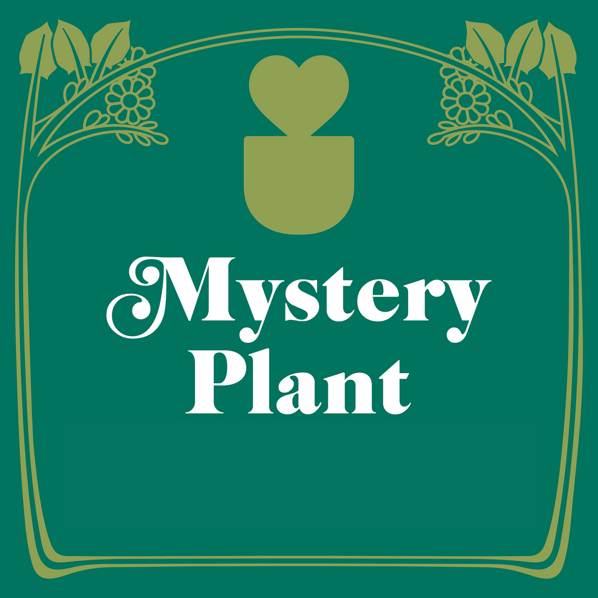 Mystery House Plant 3in Pot; decorative teal label with gold floral border and heart motif on Tampa Home & Garden Store