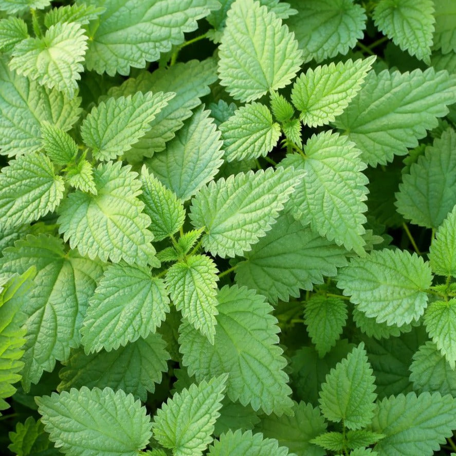 Stinging Nettle Seeds green nettle leaves with serrated edges Seedtime Store on Tampa Home & Garden Store