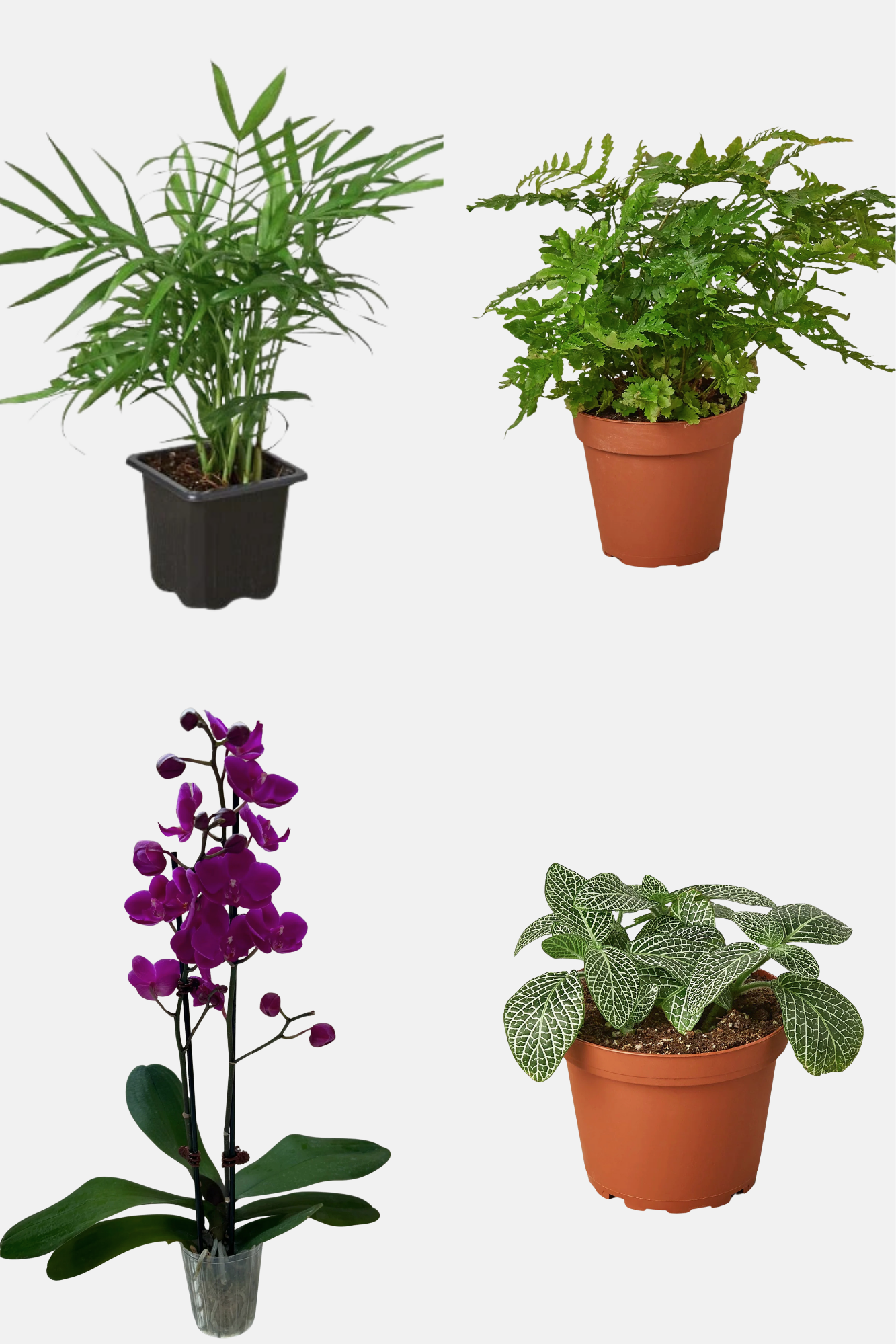 The Victorian Woodland Rooted Treasures Farms: palmlike plant, fern, orchid, nerve plant in pots on Tampa Home & Garden Store