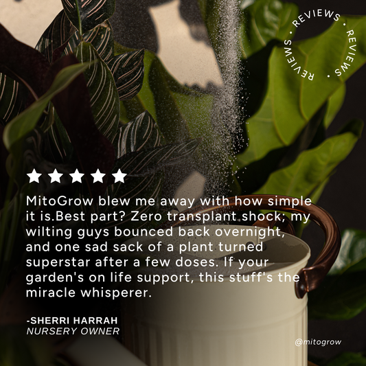 Bloom & Bed outdoor fertilizer by MitoGrow sprinkled as white granules on a potted plant on Tampa Home & Garden Store
