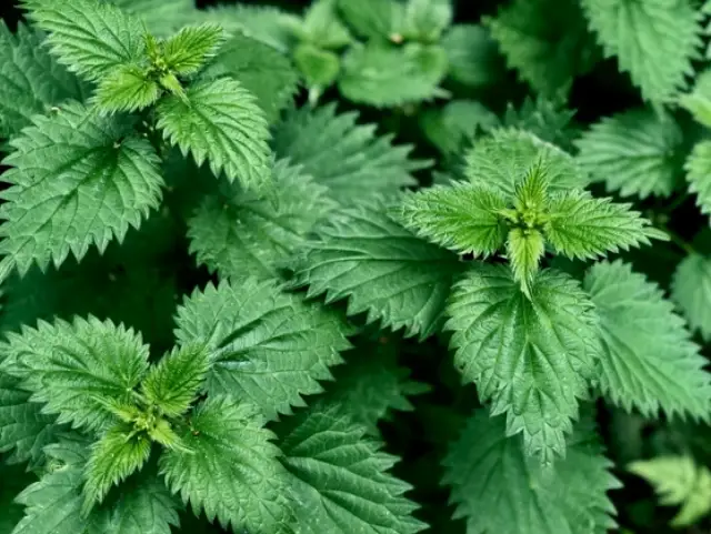 Stinging nettle leaves close-up, vivid green, serrated edges on Tampa Home & Garden Store