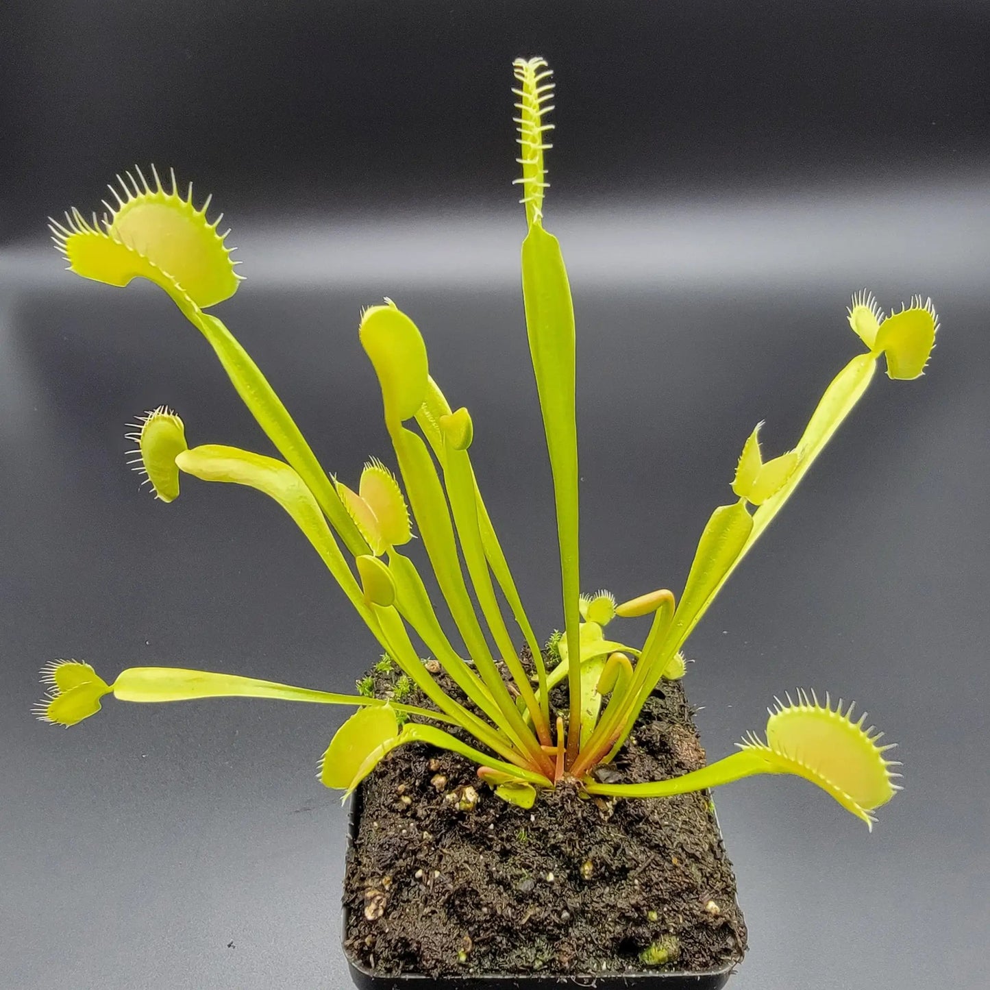 Venus flytrap (Dionaea muscipula) 'B52' x 'DC-XL' - Tampa Home & Garden Store