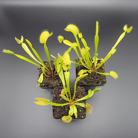 Two Venus flytrap plants B52 and DC-XL with bright yellow-green traps in pots on Tampa Home & Garden Store