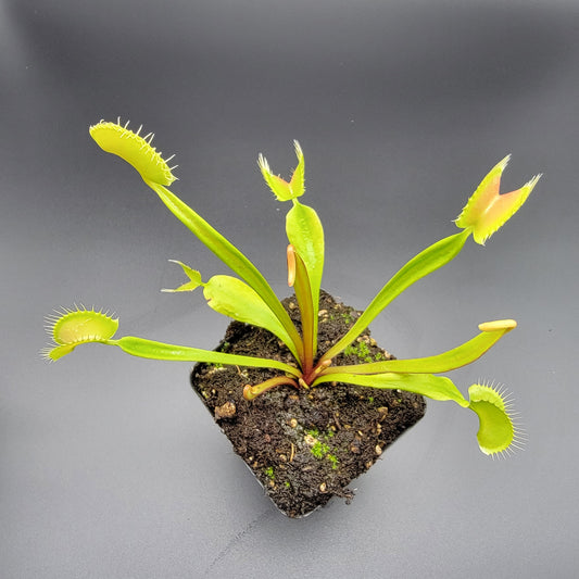 Venus Flytrap Plant 'B52' x 'Ginormous'