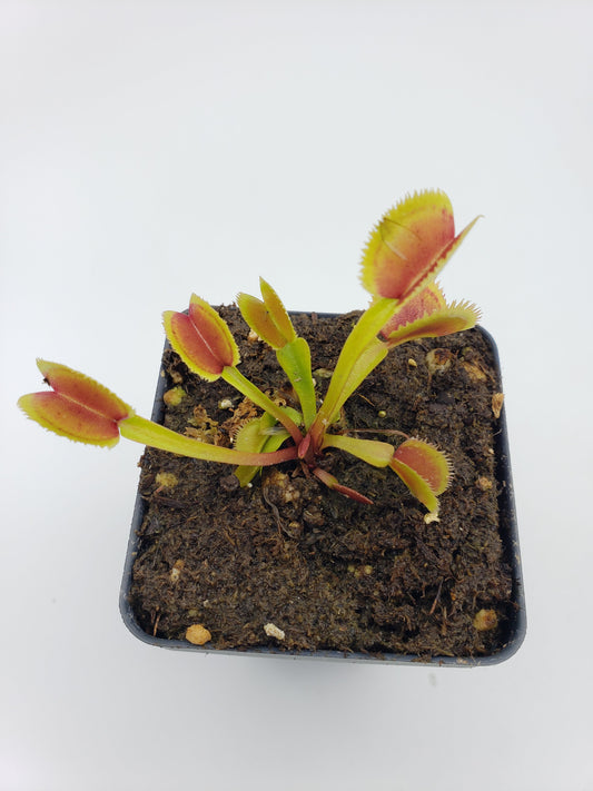 Venus flytrap (Dionaea muscipula) "Brutal Shark" - Tampa Home & Garden Store