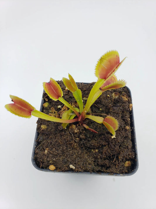 Venus flytrap Brutal Shark live plant with red-tinged traps and green stems in a small pot on Tampa Home & Garden Store