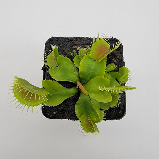 Venus flytrap DC-XL plant from Rainbow Carnivorous Plants LLC; bright green traps in pot on Tampa Home & Garden Store