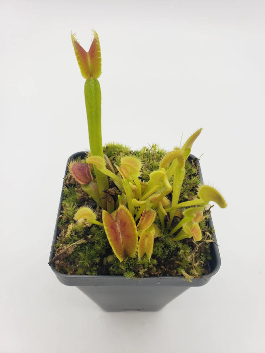 Venus flytrap Dente live plant in 2.5in pot with lime-green traps and mossy potting mix on Tampa Home & Garden Store