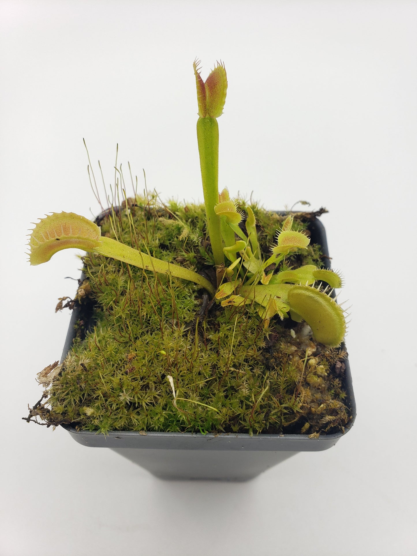 Venus Flytrap Plant "Dente"