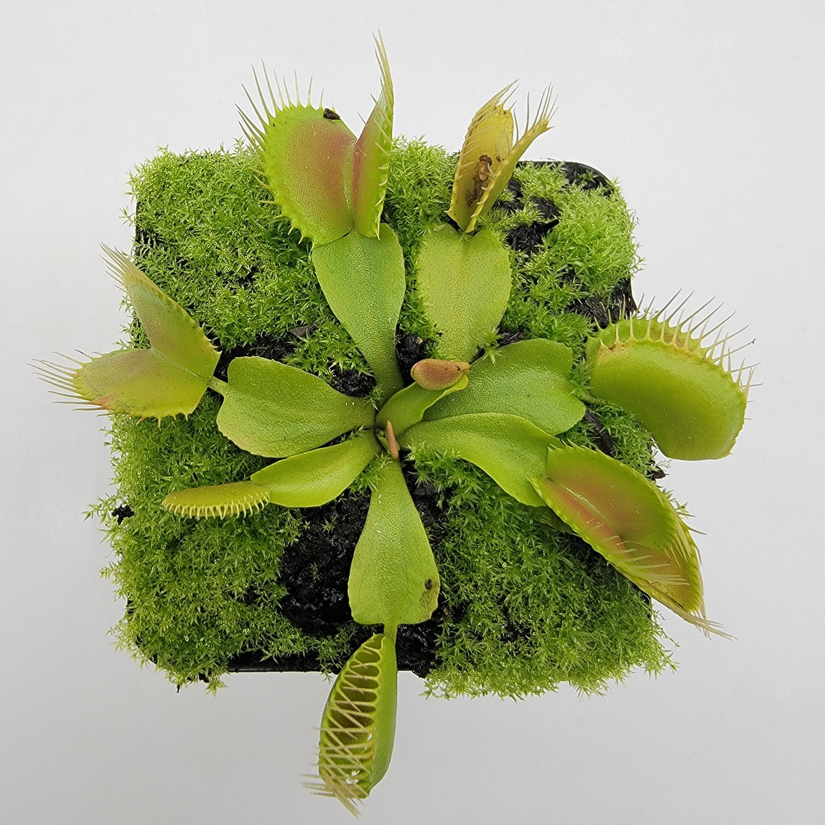 Venus flytrap Dingley Giant in moss pot with vivid green traps on Tampa Home & Garden Store