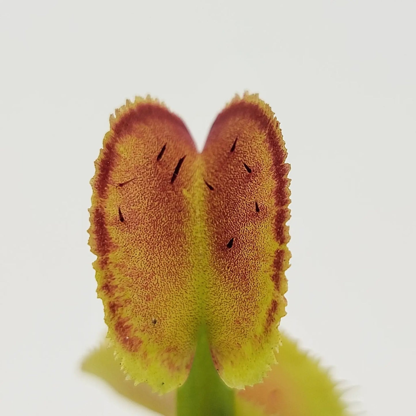 Venus flytrap (Dionaea muscipula) "FTS Trigger Happy" - Tampa Home & Garden Store