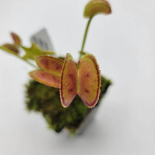Venus Flytrap FTS Trigger Happy Plant with red-edged traps potted houseplant on Tampa Home & Garden Store