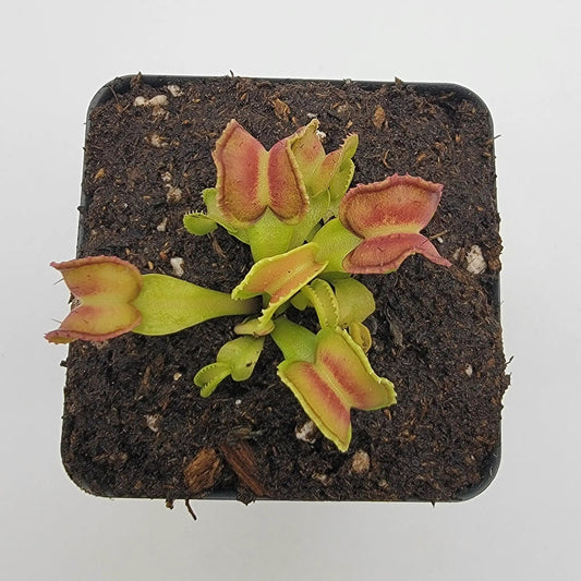 Venus flytrap Dionaea muscipula GJ Giant Cudo in a pot with dark soil and red-tipped traps on Tampa Home & Garden Store