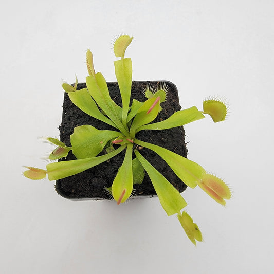 Venus Flytrap Plant 'GJ Phalanx'