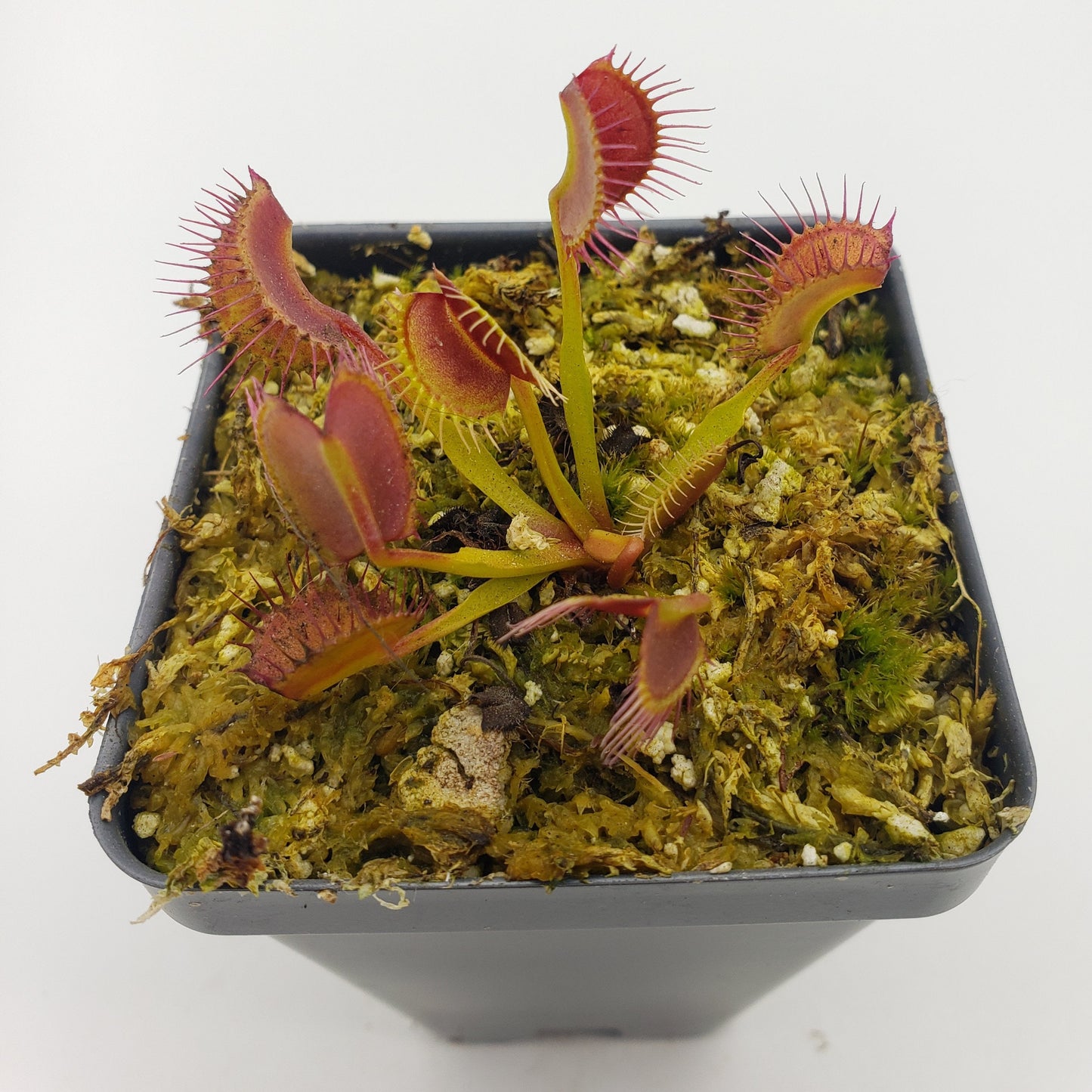 Venus Flytrap Plant 'Kayan'