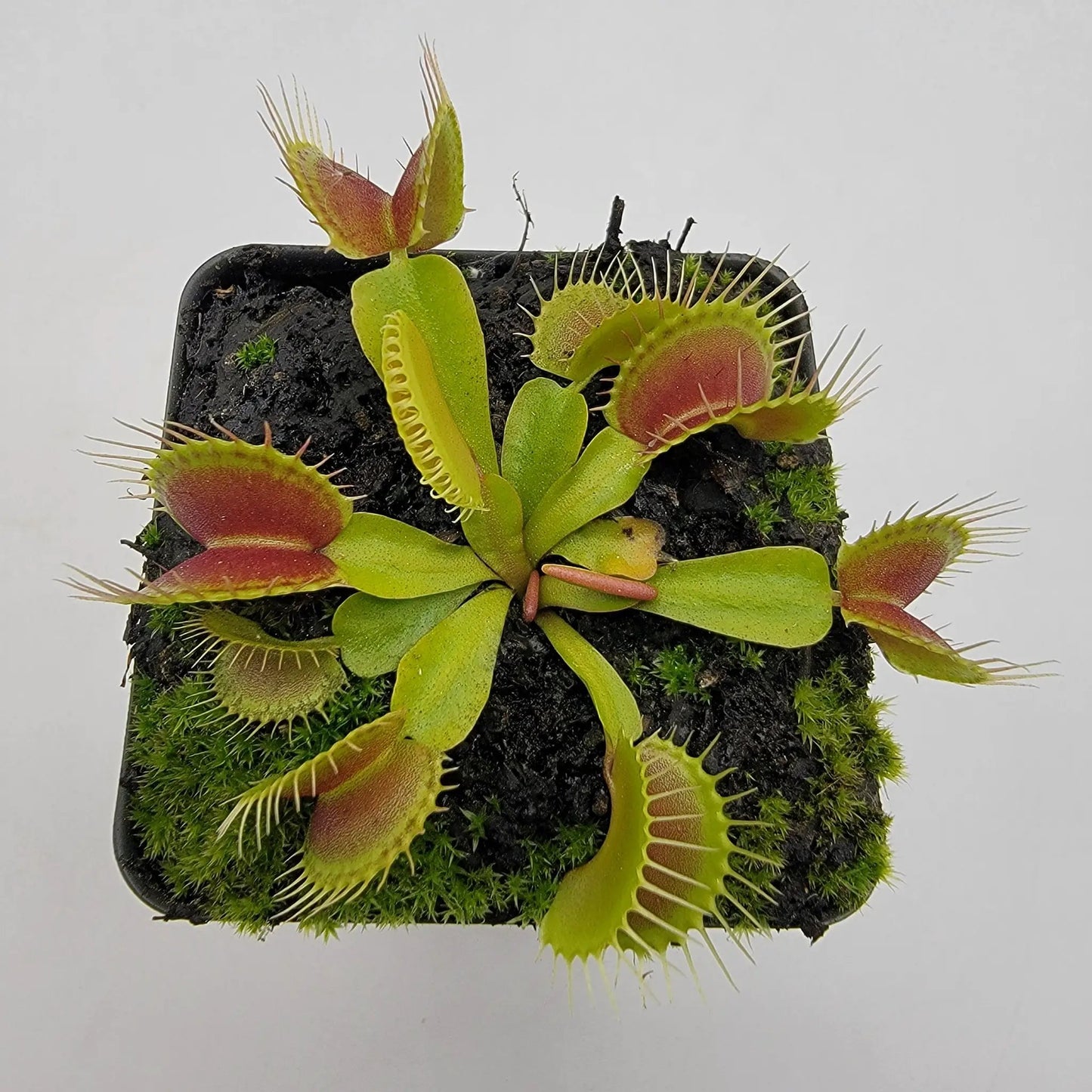 Venus flytrap (Dionaea muscipula) 'Low Giant' x 'Jaws smiley' - Tampa Home & Garden Store