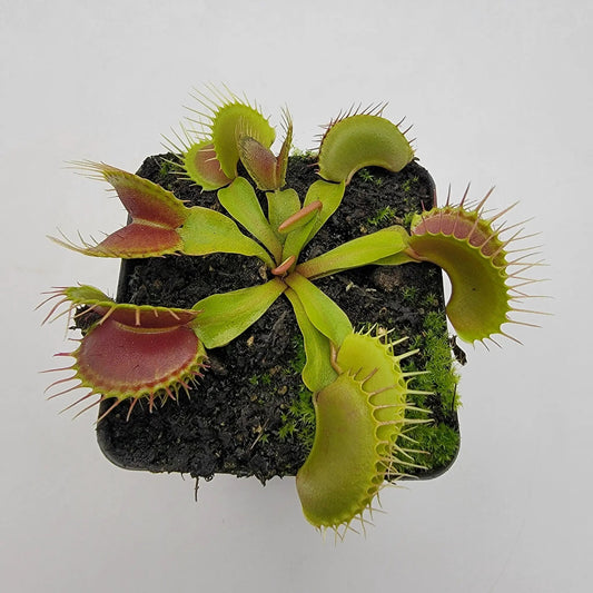 Venus flytrap Low Giant x Jaws Smiley, potted houseplant with green-to-red traps on Tampa Home & Garden Store