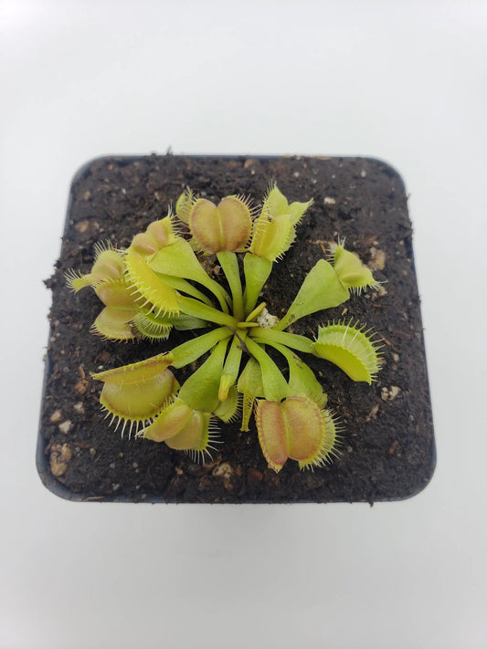 Venus flytrap Moon Trap plant with lime-green rosettes and clawed traps in a black pot on Tampa Home & Garden Store