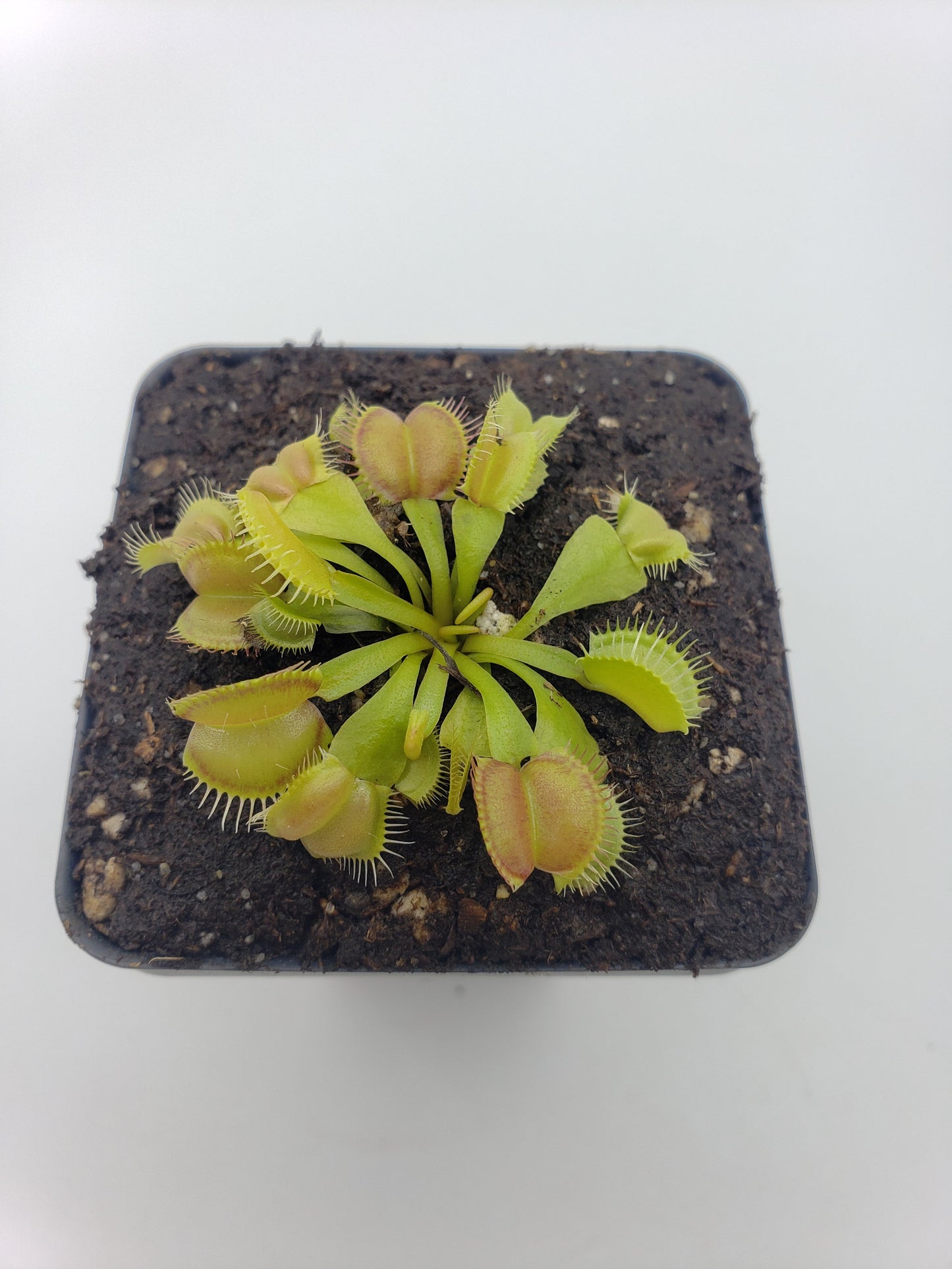 Venus Flytrap Plant 'Moon trap'