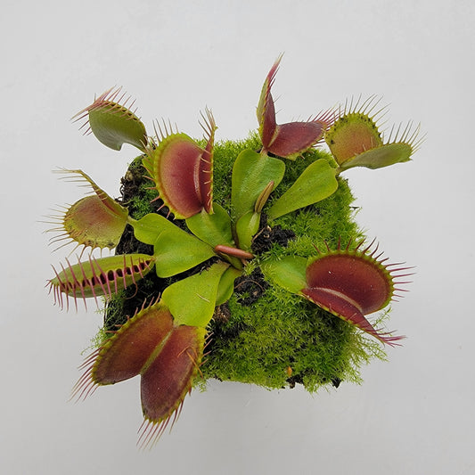 Venus Flytrap Plant "Pinnacle" x 'DC-XL'