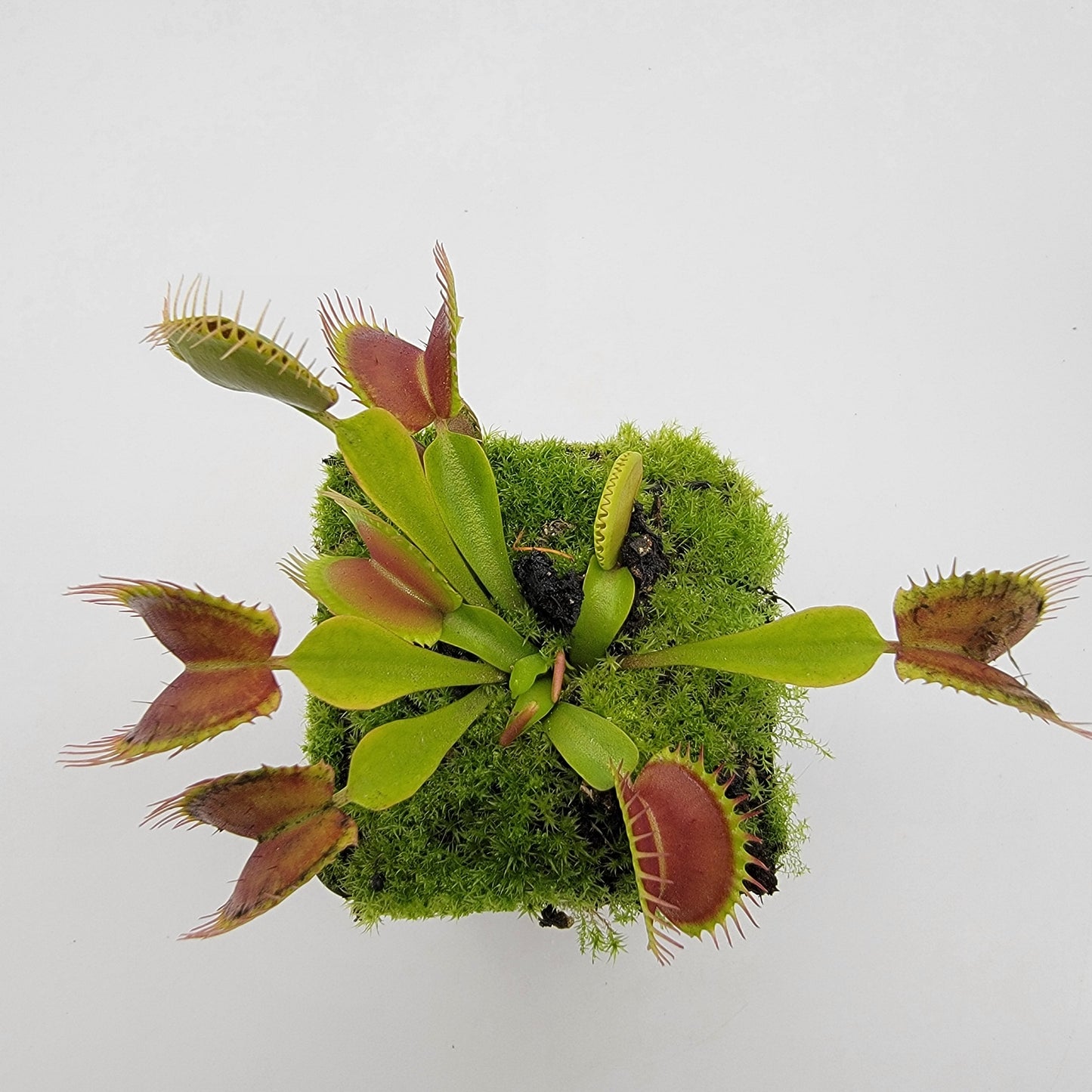 Venus Flytrap Plant "Pinnacle" x 'DC-XL'