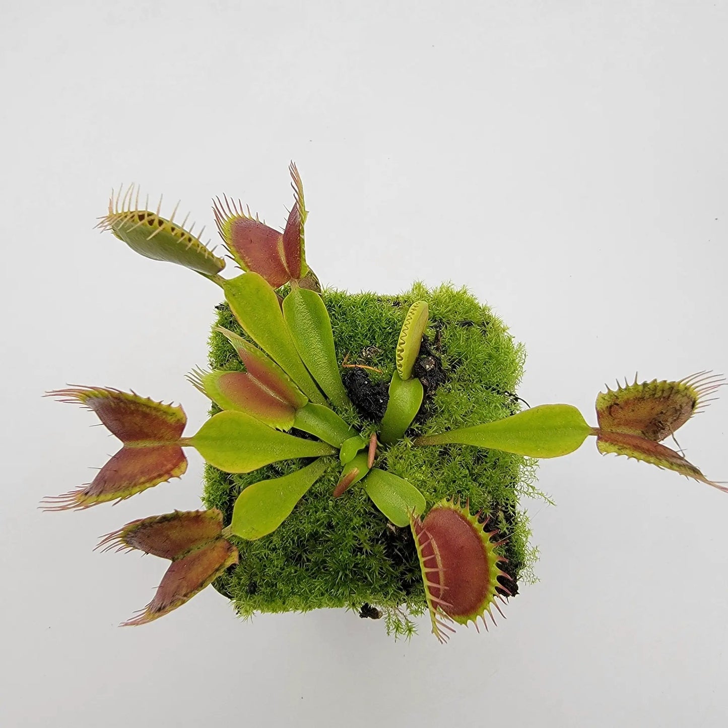 Venus Flytrap Plant "Pinnacle" x 'DC-XL' - Tampa Home & Garden Store