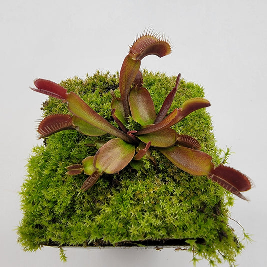 Venus Flytrap Plant 'Red Fused Petiole'