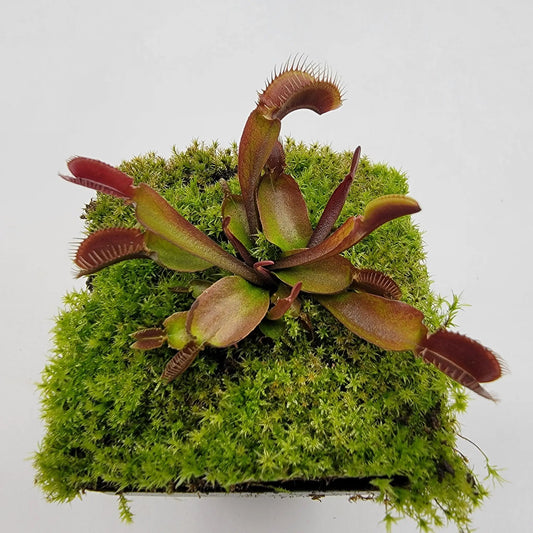 Venus flytrap plant Red Fused Petiole with burgundy traps atop bright green moss in a pot on Tampa Home & Garden Store