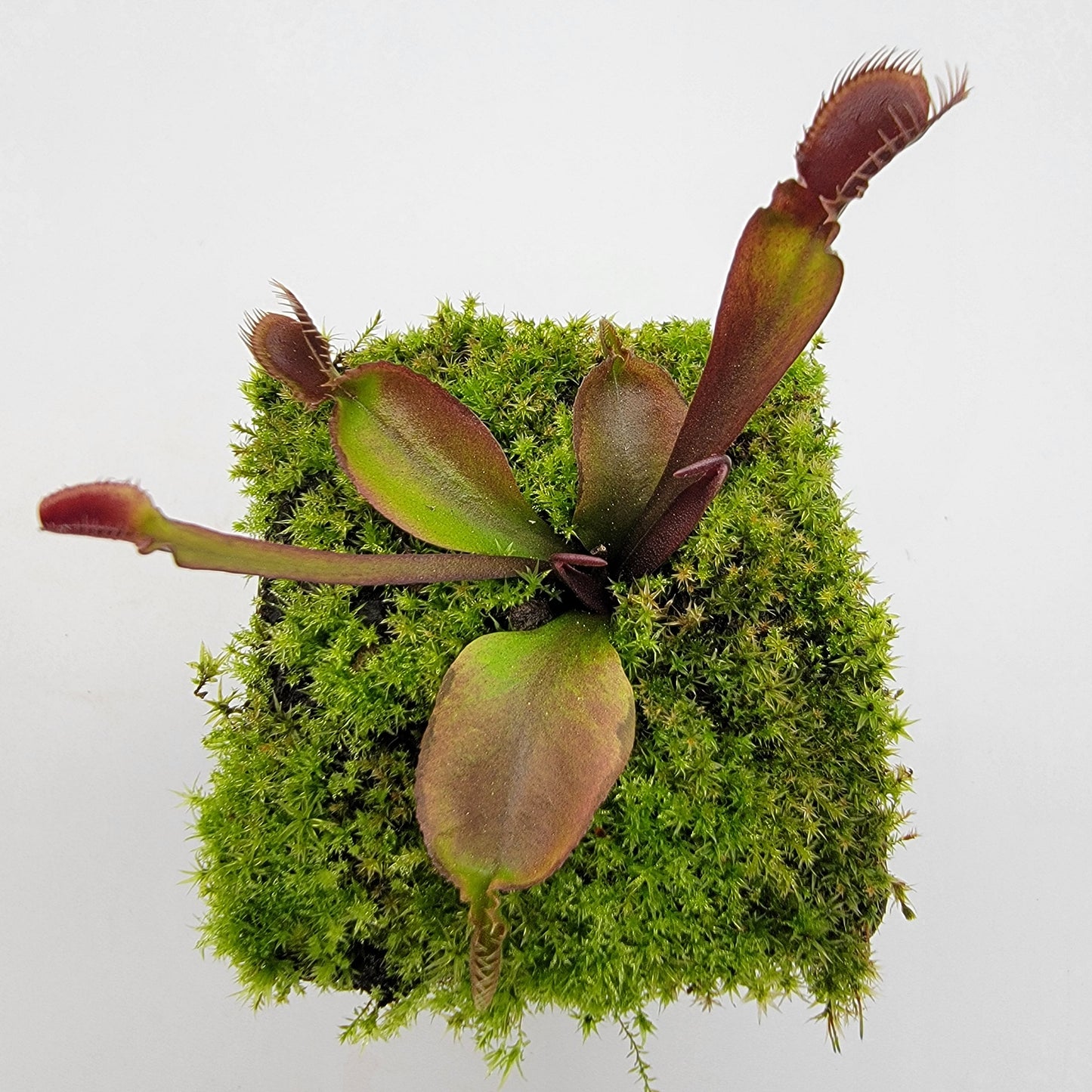 Venus Flytrap Plant 'Red Fused Petiole'