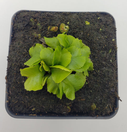 Venus flytrap (Dionaea muscipula) "GJ Rose"