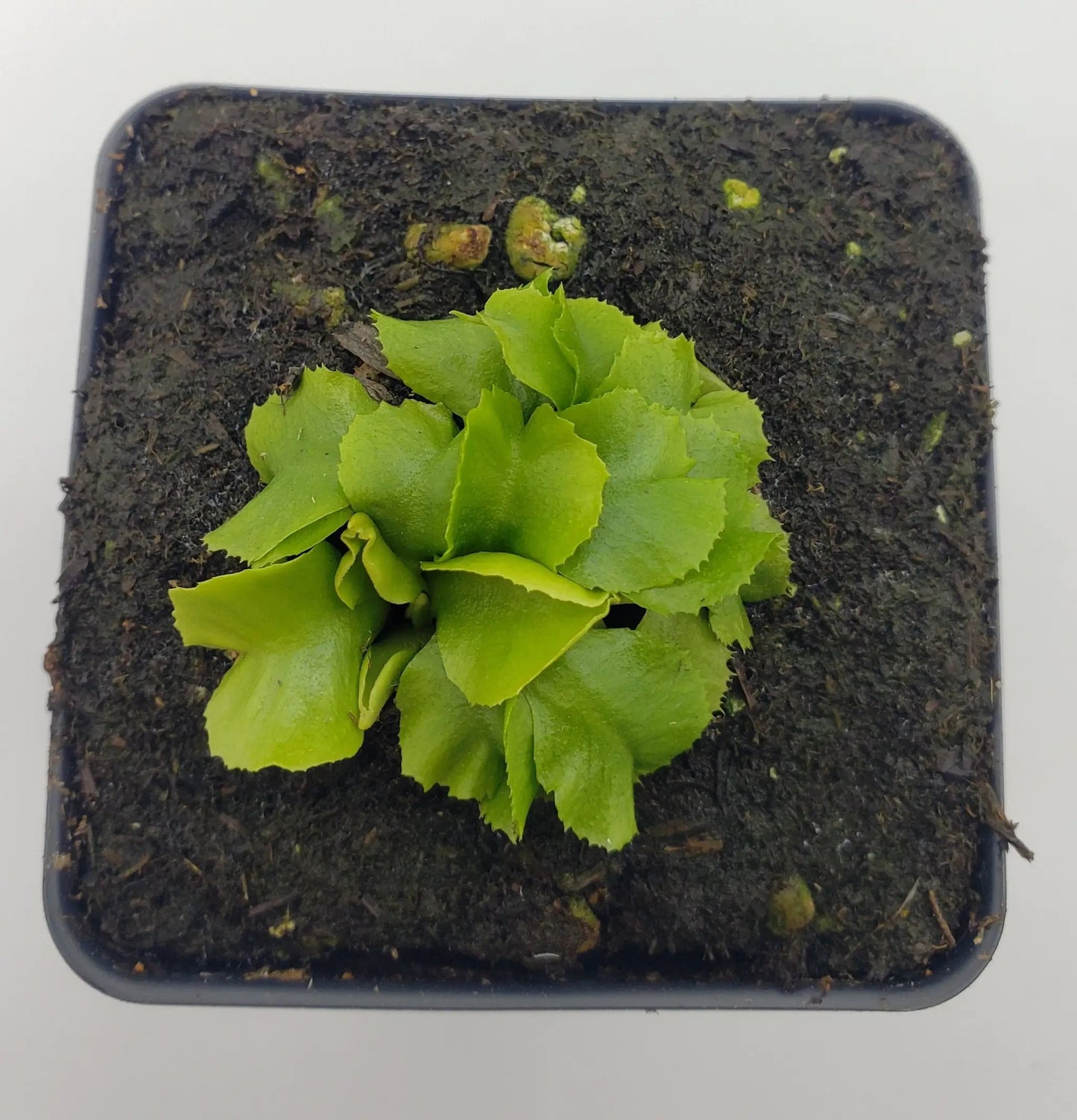 Venus flytrap GJ Rose live plant in 2in pot with bright green leaves on Tampa Home & Garden Store