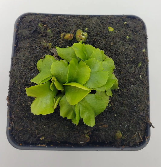 Venus flytrap GJ Rose live plant in 2in pot with bright green leaves on Tampa Home & Garden Store