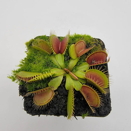 Venus flytrap Southwest Giant Dionaea muscipula with red traps, green leaves and moss in a pot on Tampa Home & Garden Store