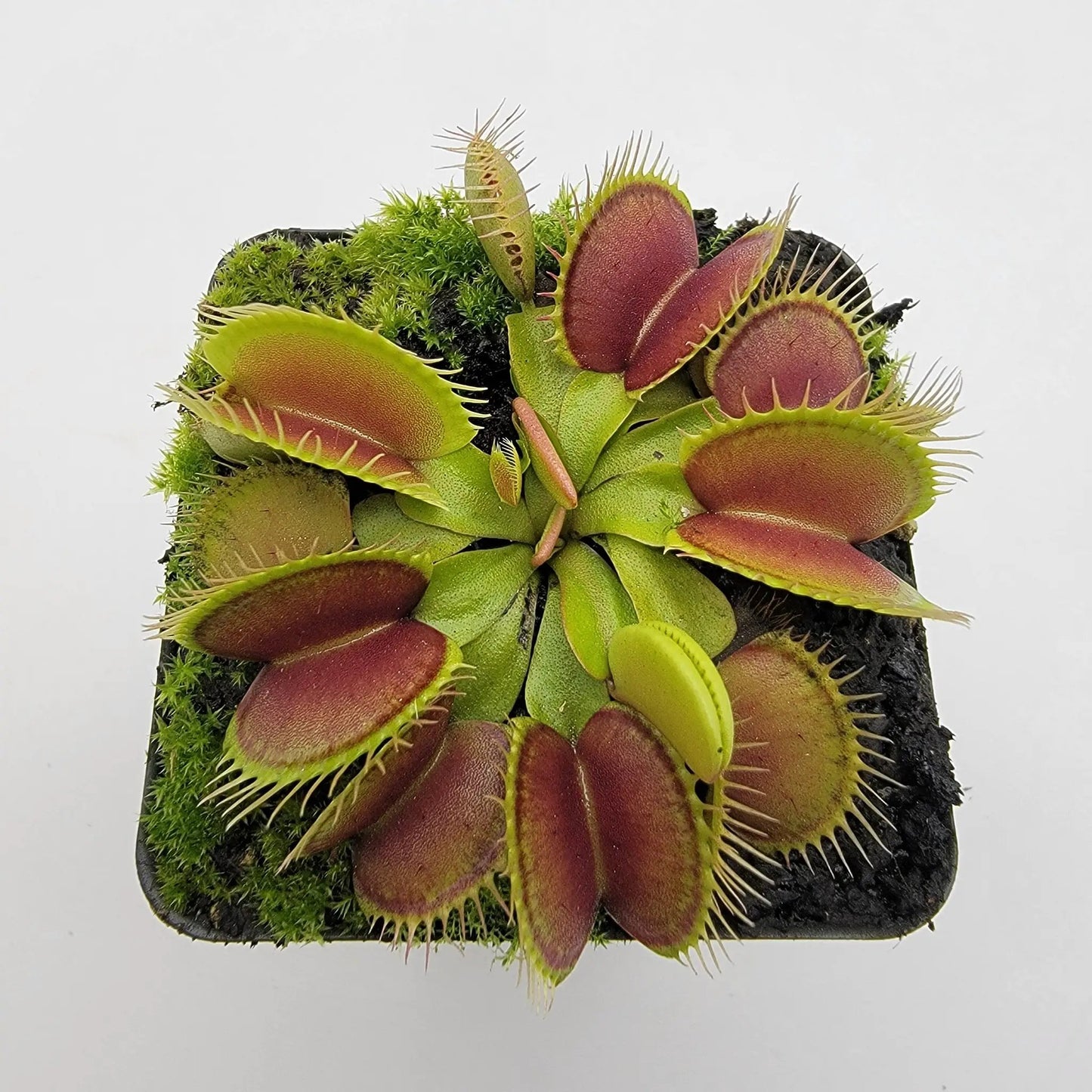 Venus flytrap (Dionaea muscipula) 'Southwest Giant' - Tampa Home & Garden Store