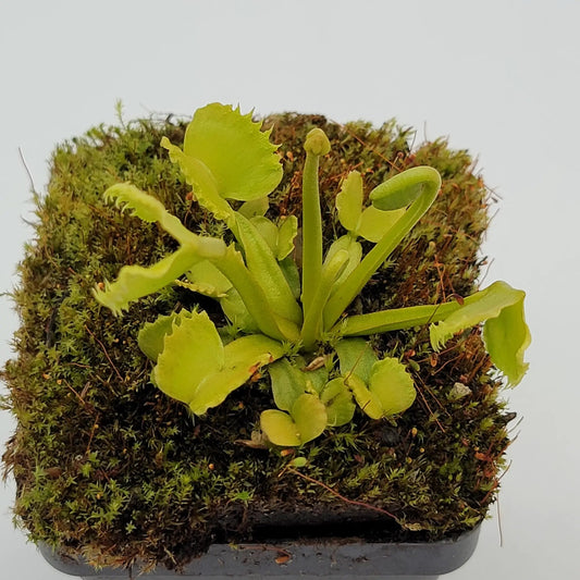 Venus Flytrap Werewolf plant in moss ball pot with bright green traps on Tampa Home & Garden Store