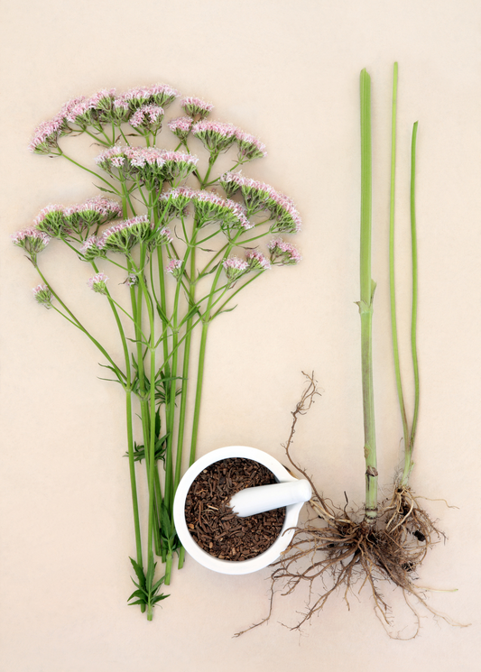 Valerian Root Plant (Valeriana officinalis)