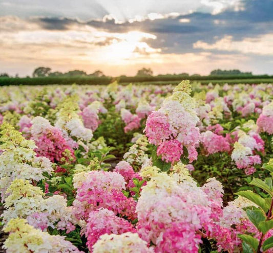 Vanilla Strawberry Hydrangea Seeds - Beautiful Attractive Showy and Hardy Perennial Flowers - Tampa Home & Garden Store