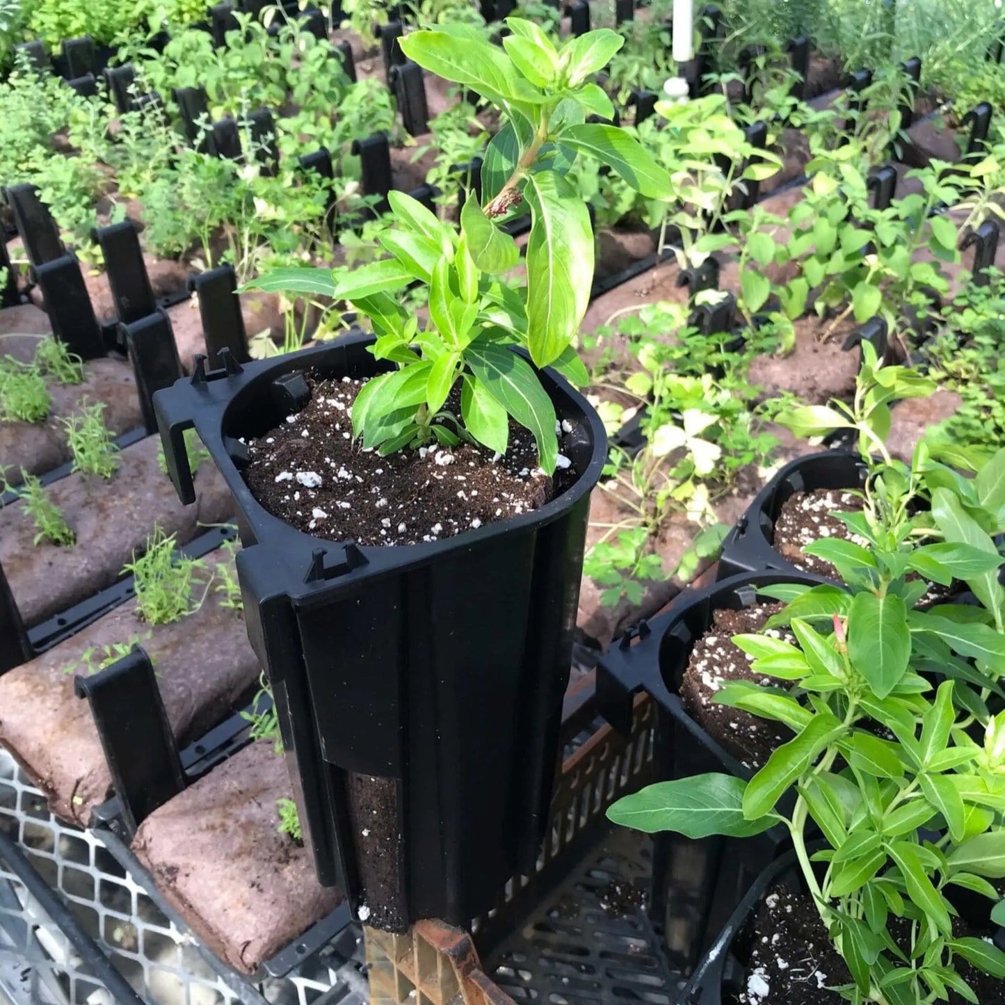 Varden Sleeve for Deep Vertical Gardens Bootstrap Farmer, black plastic sleeve with young plant on Tampa Home & Garden Store