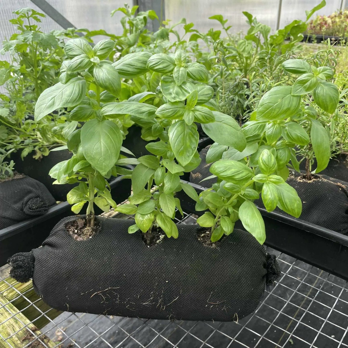 Bootstrap Farmer Varden soil-filled Vardensok sleeves in black fabric grow bag with basil on Tampa Home & Garden Store