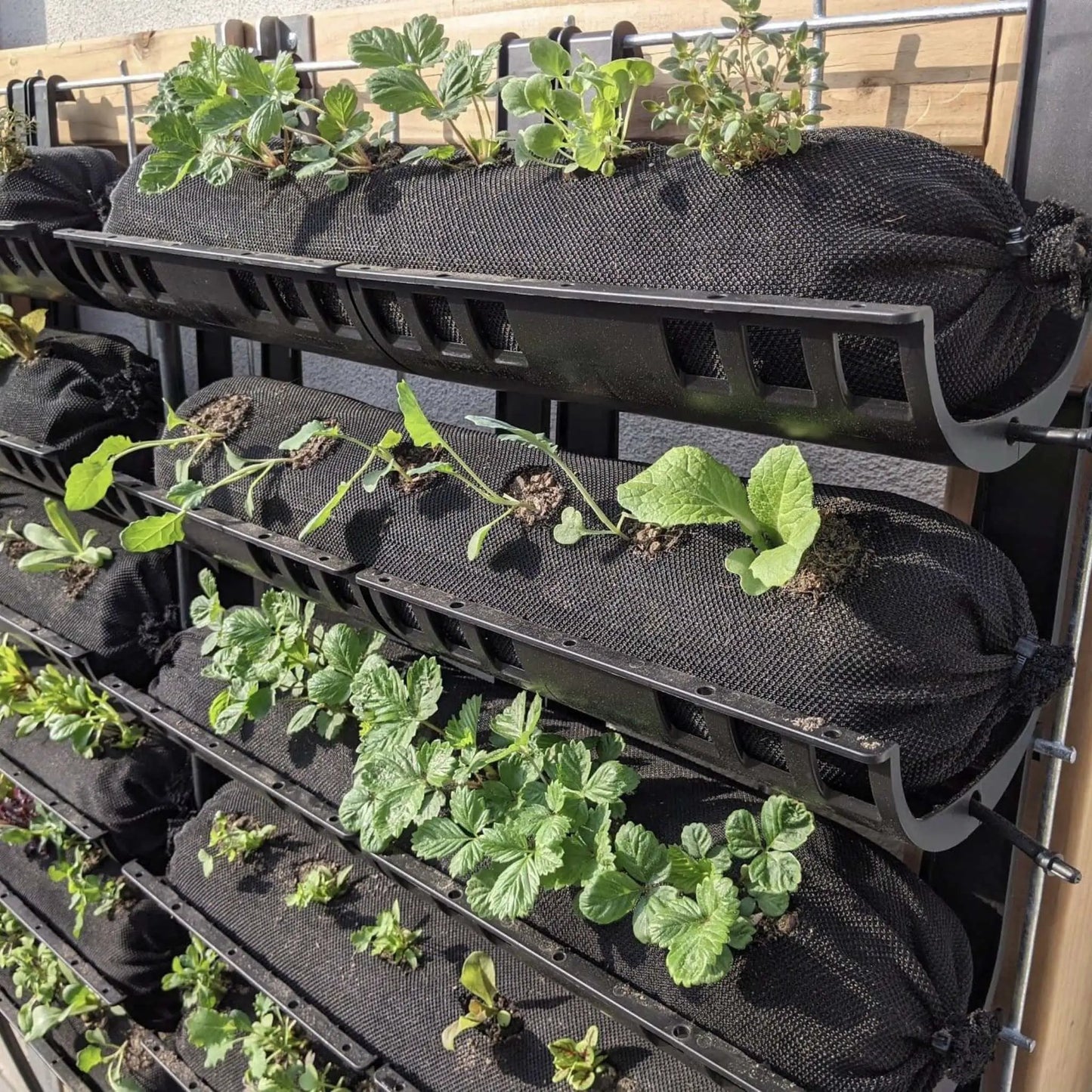 Varden Trays for Living Wall System with hydroponic black trays and strawberry plants on Tampa Home & Garden Store