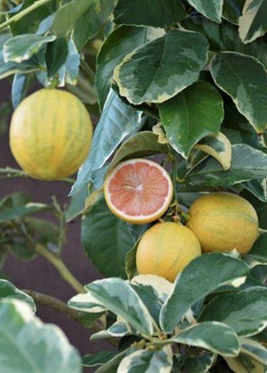 Variegated Pink Lemon Tree (Citrus limon 'Eureka Variegated Pink') - Tampa Home & Garden Store