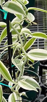 Variegated Vanilla on Hoop - Tampa Home & Garden Store