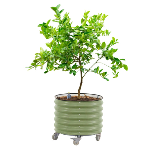 Vego Rolling Planter Self-Watering 2ft x 2ft - Tampa Home & Garden Store